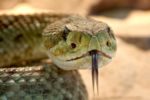 Rattlesnake Toxic Snake Dangerous 38438