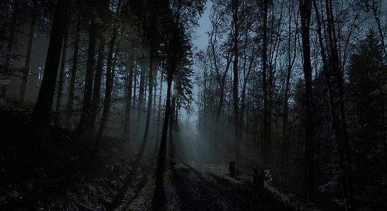 Dark And Ominous Woods