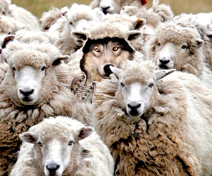 Wolf In Sheeps Clothing