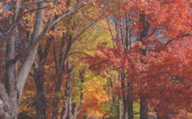 Trees
