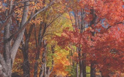 Trees