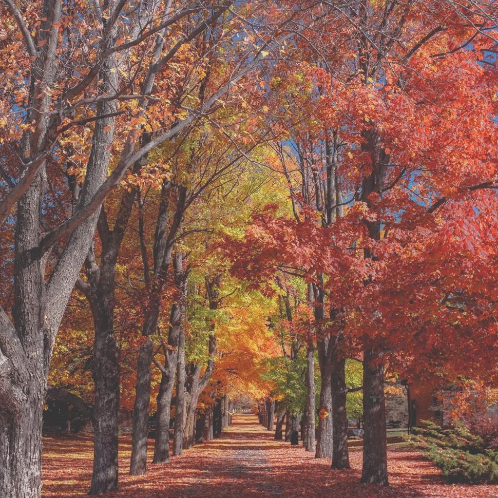 Trees